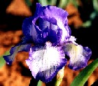 ARCTIC FANCY intermediate bearded iris